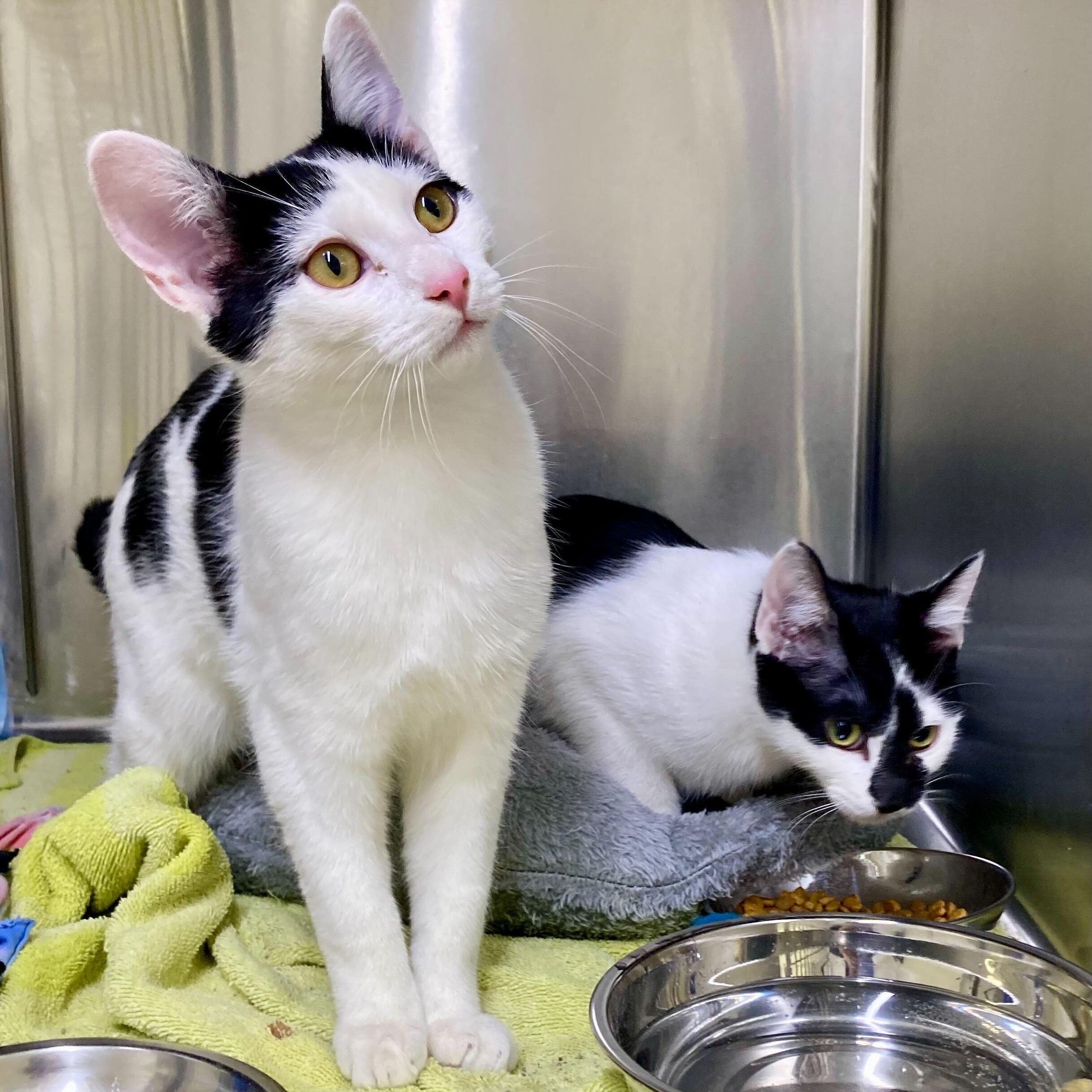 Enlarge Elena & Marco, an adopted Domestic Short Hair in Waltham, MA image 3/6