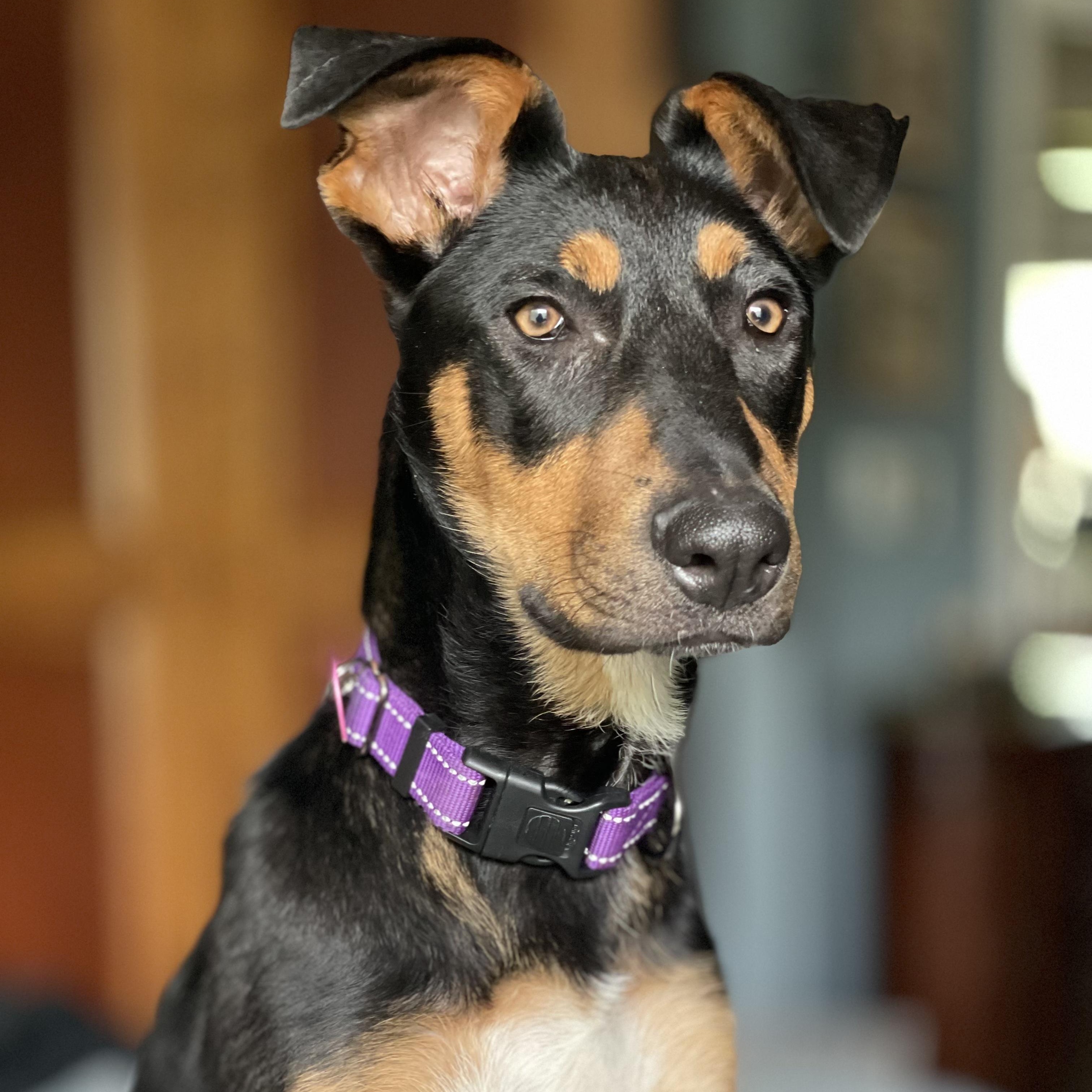 Sasha, ADOPTABLE, Puppy Female Doberman Pinscher & Australian Kelpie.