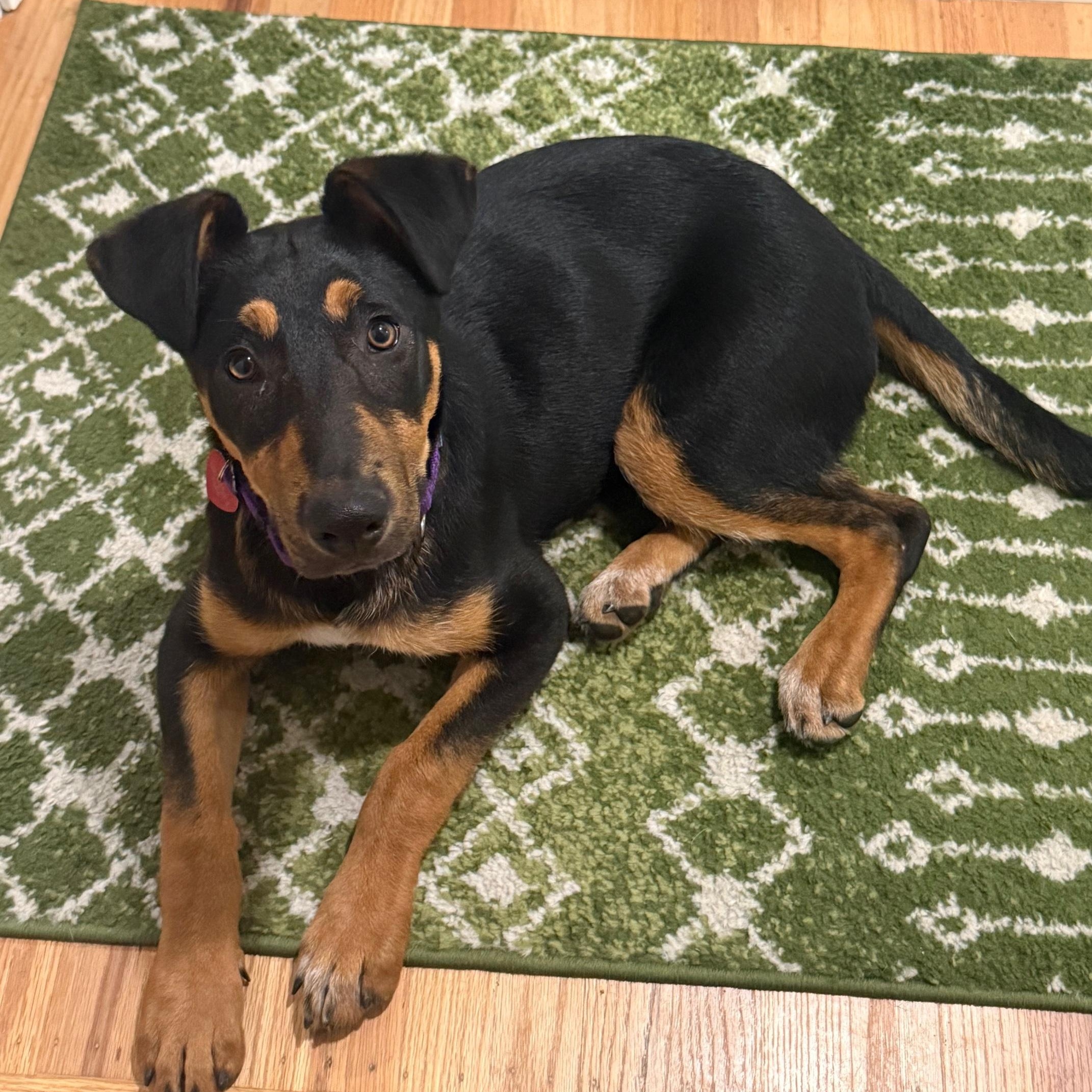 Enlarge Sasha, a ADOPTABLE mixed breed in Pleasanton, CA image 5/5