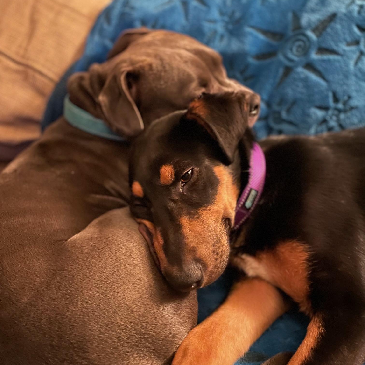 Enlarge Sasha, a ADOPTABLE mixed breed in Pleasanton, CA image 4/5