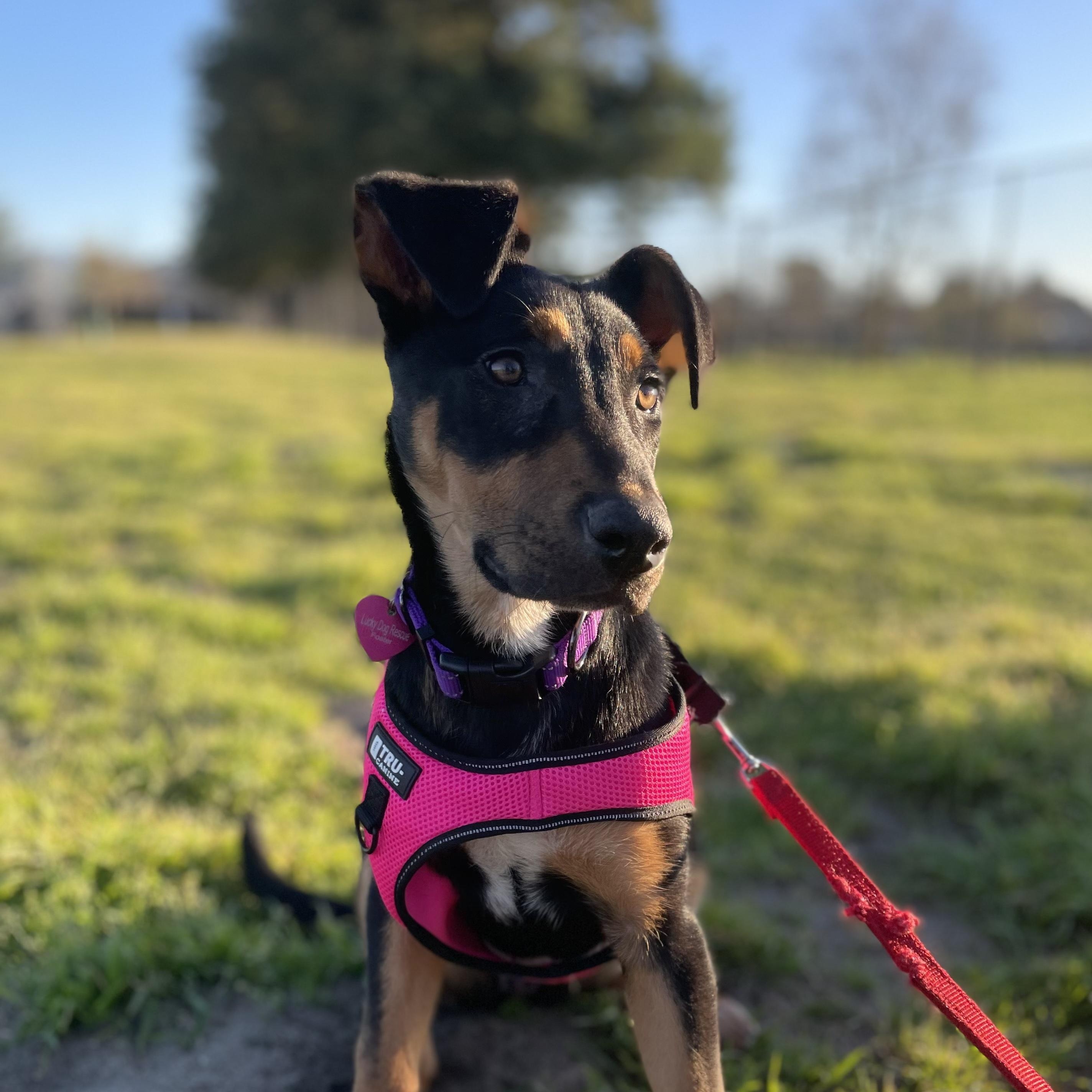 Enlarge Sasha, a ADOPTABLE mixed breed in Pleasanton, CA image 2/5