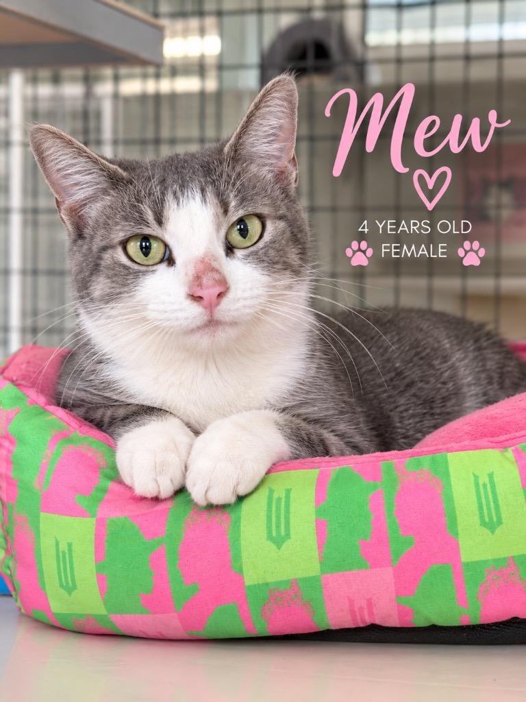 Enlarge Mew, a Adoptable mixed breed in Kingsland, GA image 1/1
