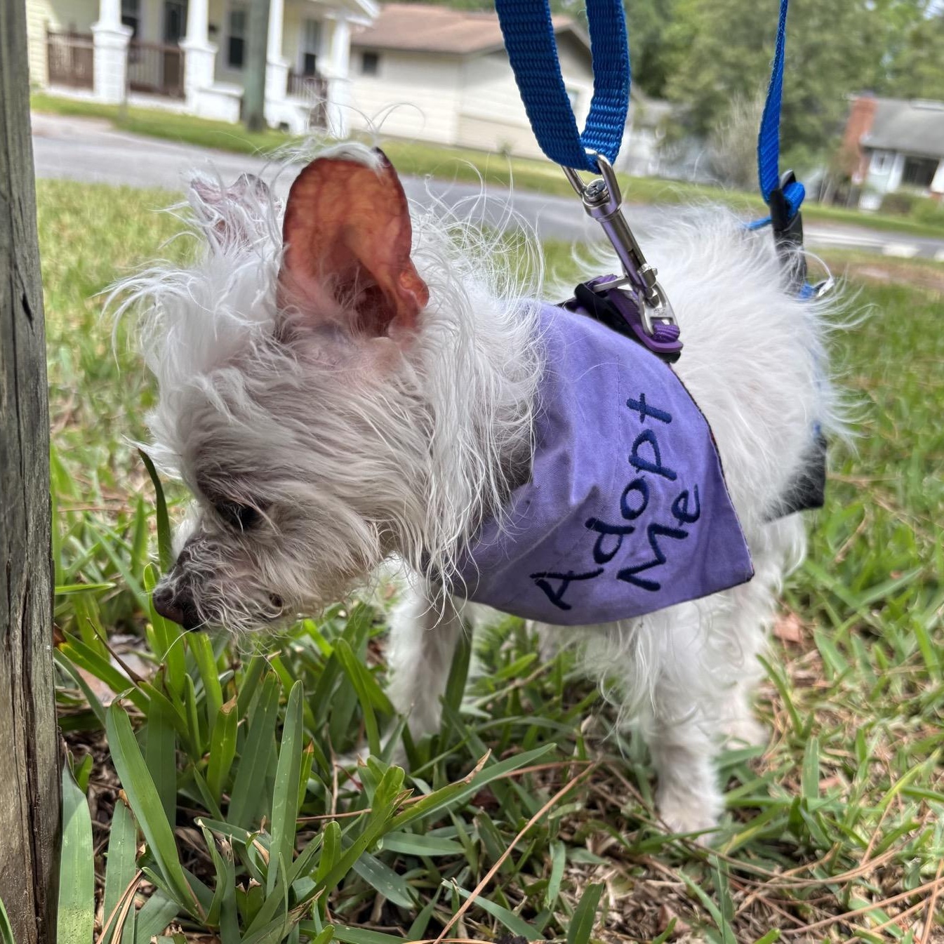 Ella, a ADOPTABLE mixed breed in Orange Park, FL image 2/6