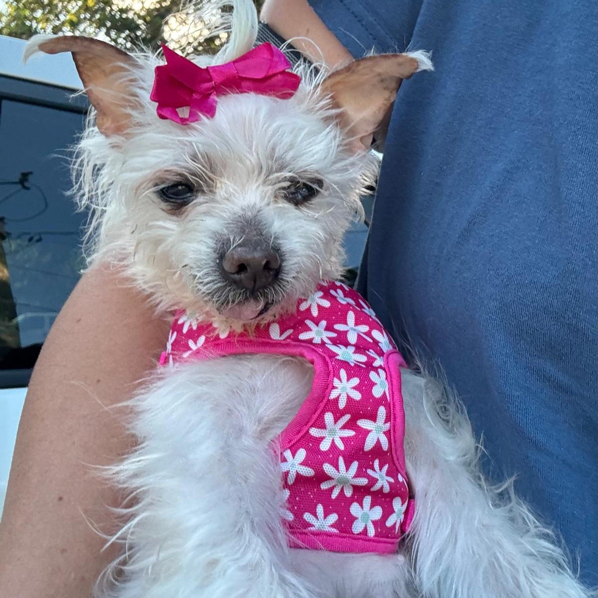 Ella, a ADOPTABLE mixed breed in Orange Park, FL image 1/6
