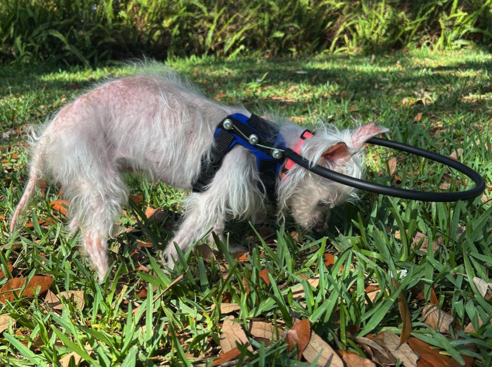 Enlarge Ella, a ADOPTABLE mixed breed in Orange Park, FL image 3/6