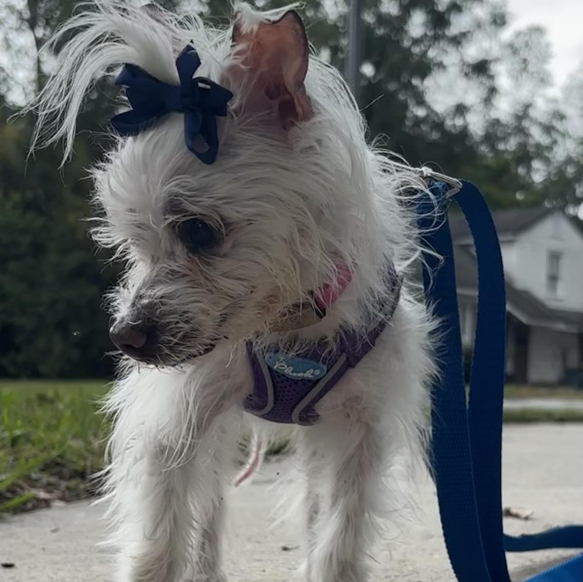 Ella, a ADOPTABLE mixed breed in Orange Park, FL image 2/6