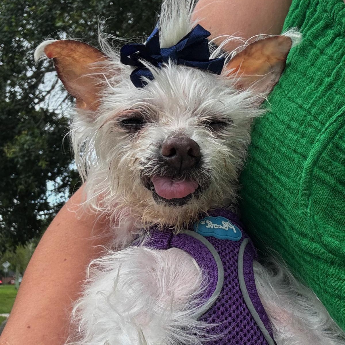 Ella, a ADOPTABLE mixed breed in Orange Park, FL image 4/6