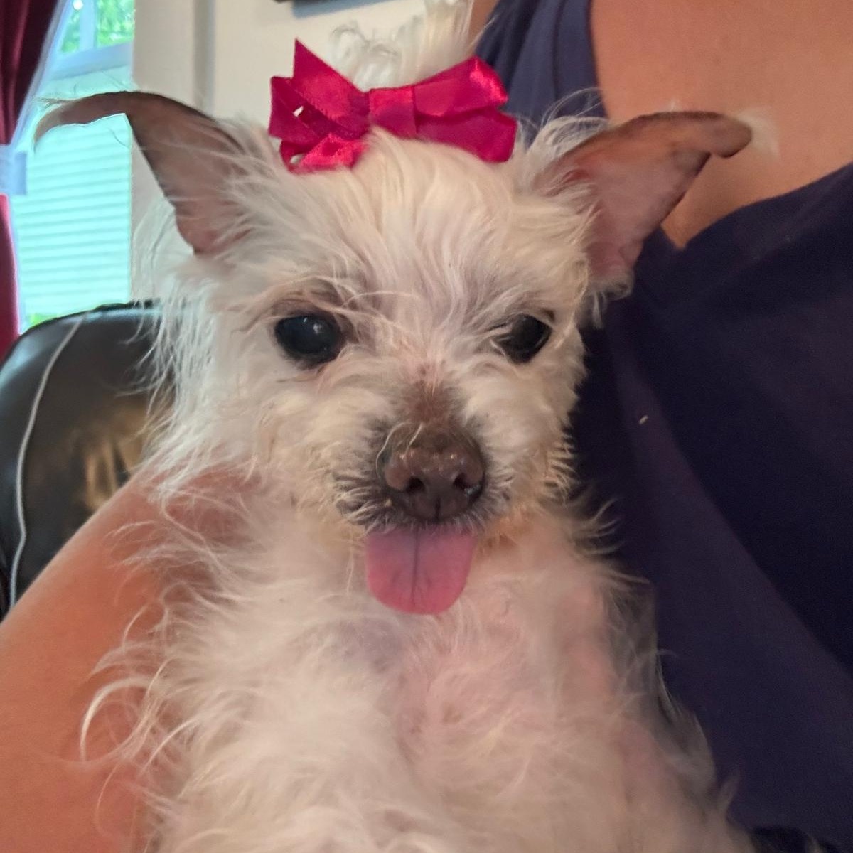 Ella, a ADOPTABLE mixed breed in Orange Park, FL image 1/6
