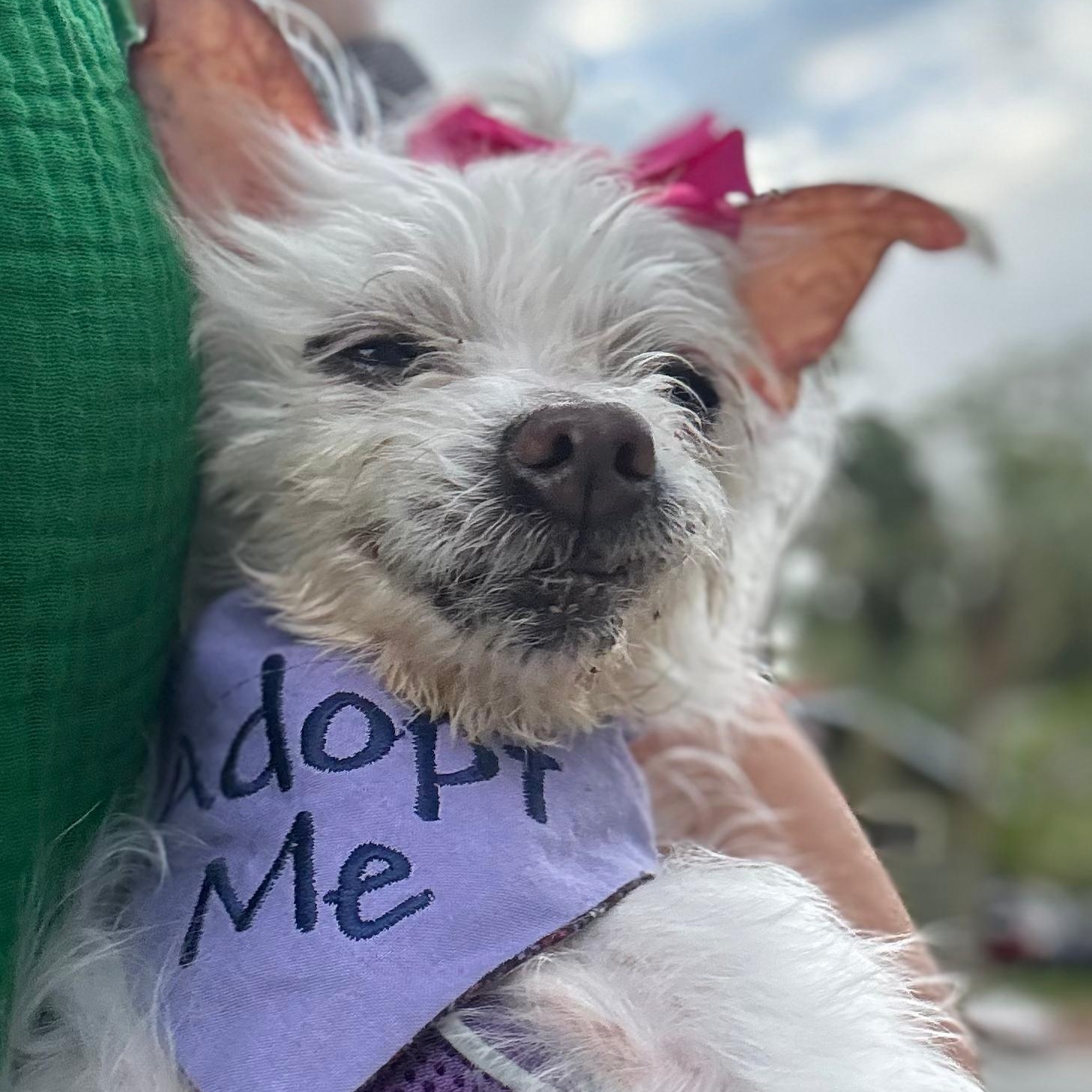 Ella, a ADOPTABLE mixed breed in Orange Park, FL image 6/6