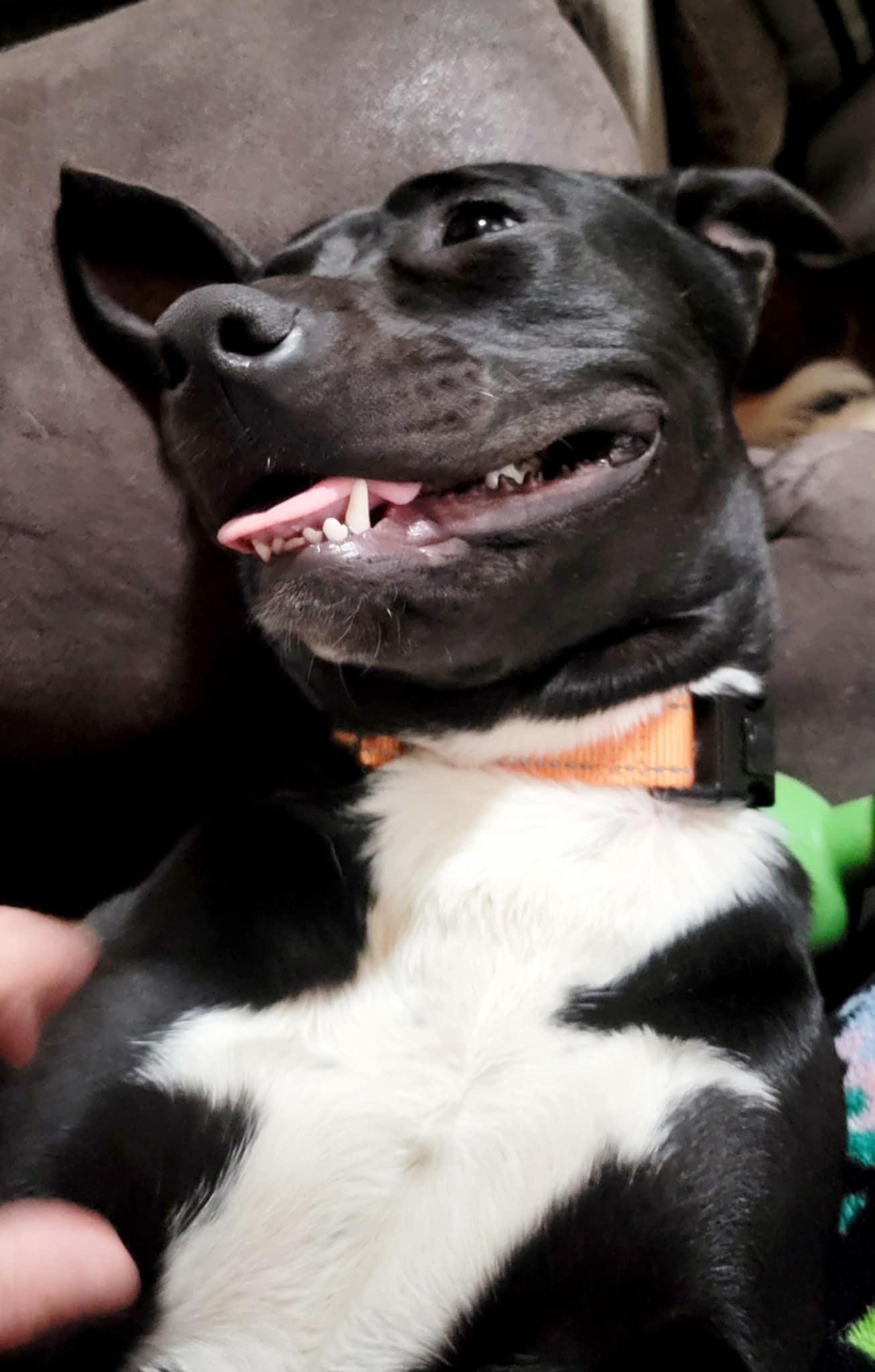 Enlarge Athena, a Adoptable mixed breed in Plano, TX image 2/5