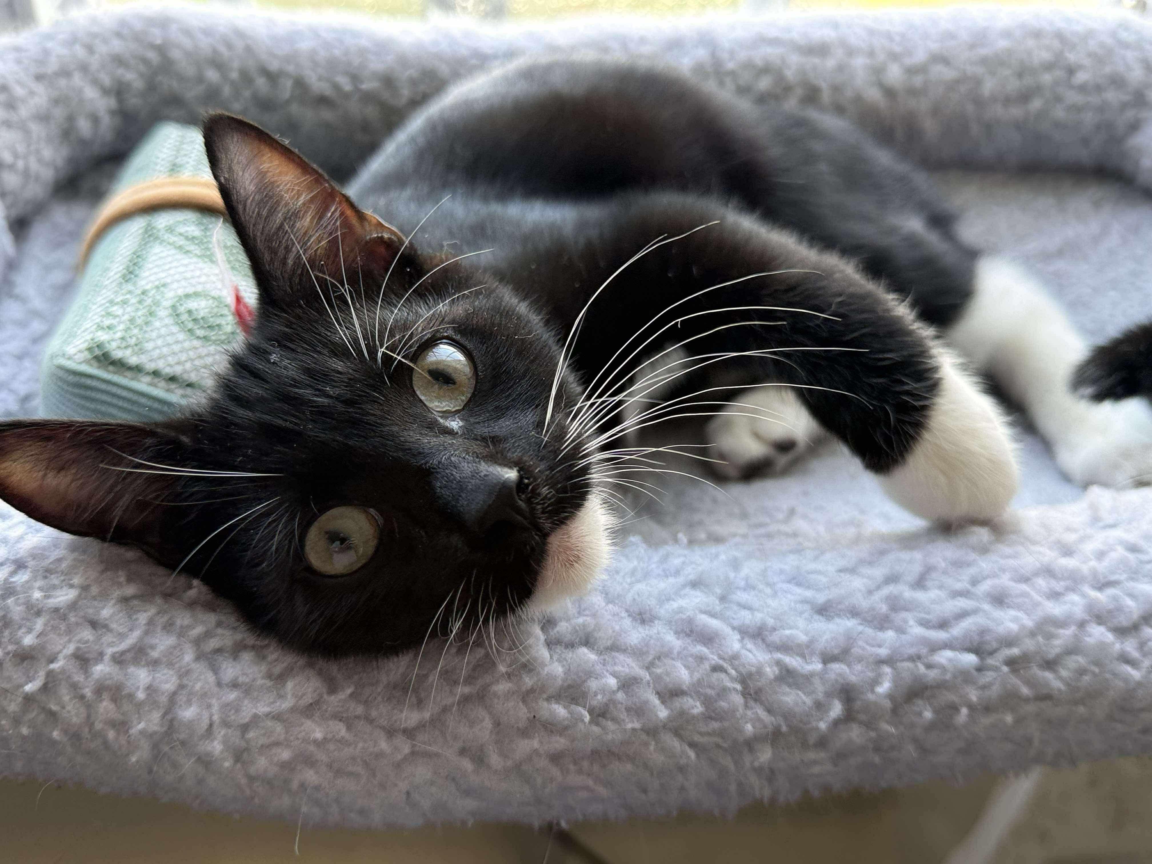 Enlarge Coco, an adopted Domestic Short Hair in East Orange, NJ image 4/5