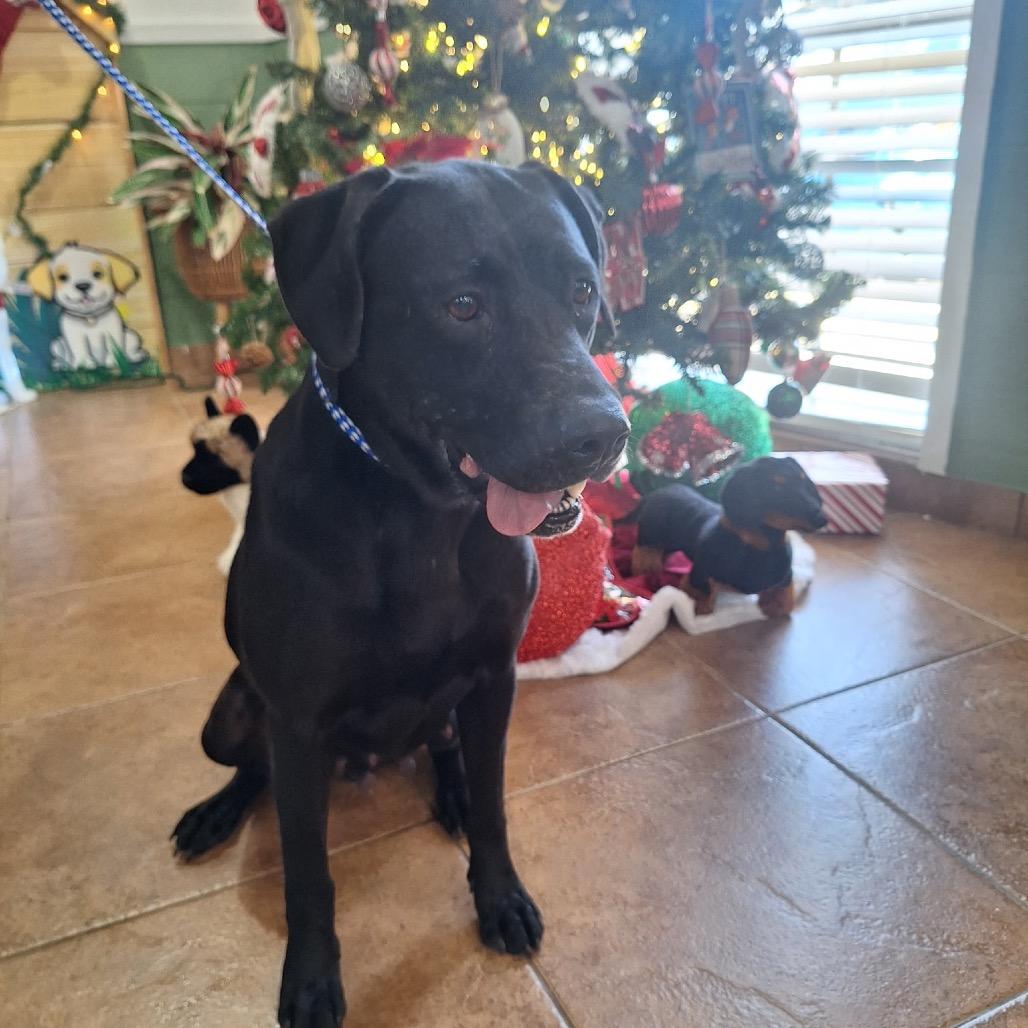 4226 LOLA, Adoptable, Young Female Black Labrador Retriever.