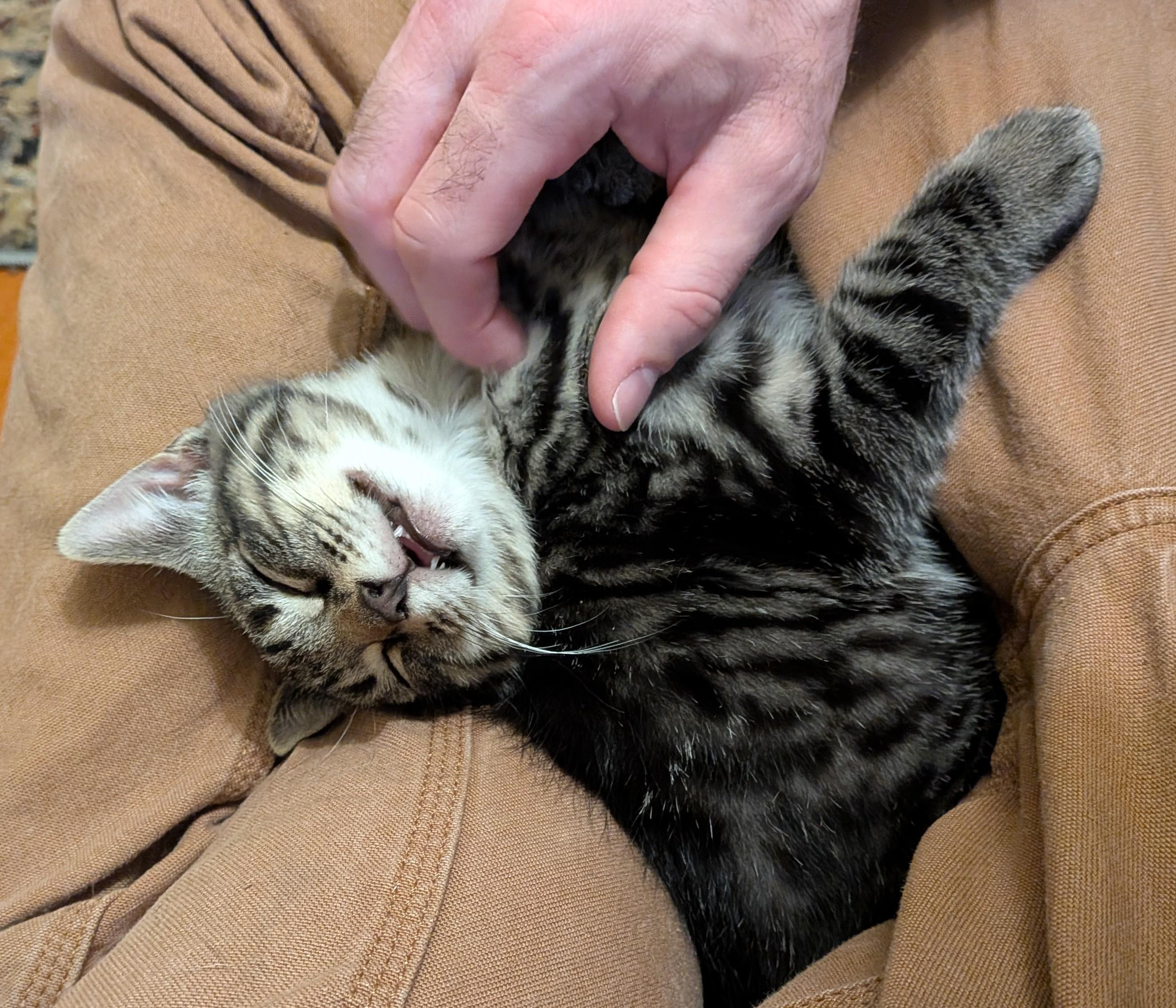 Enlarge Darth, a ADOPTABLE American Shorthair in Rochester, NY image 4/4