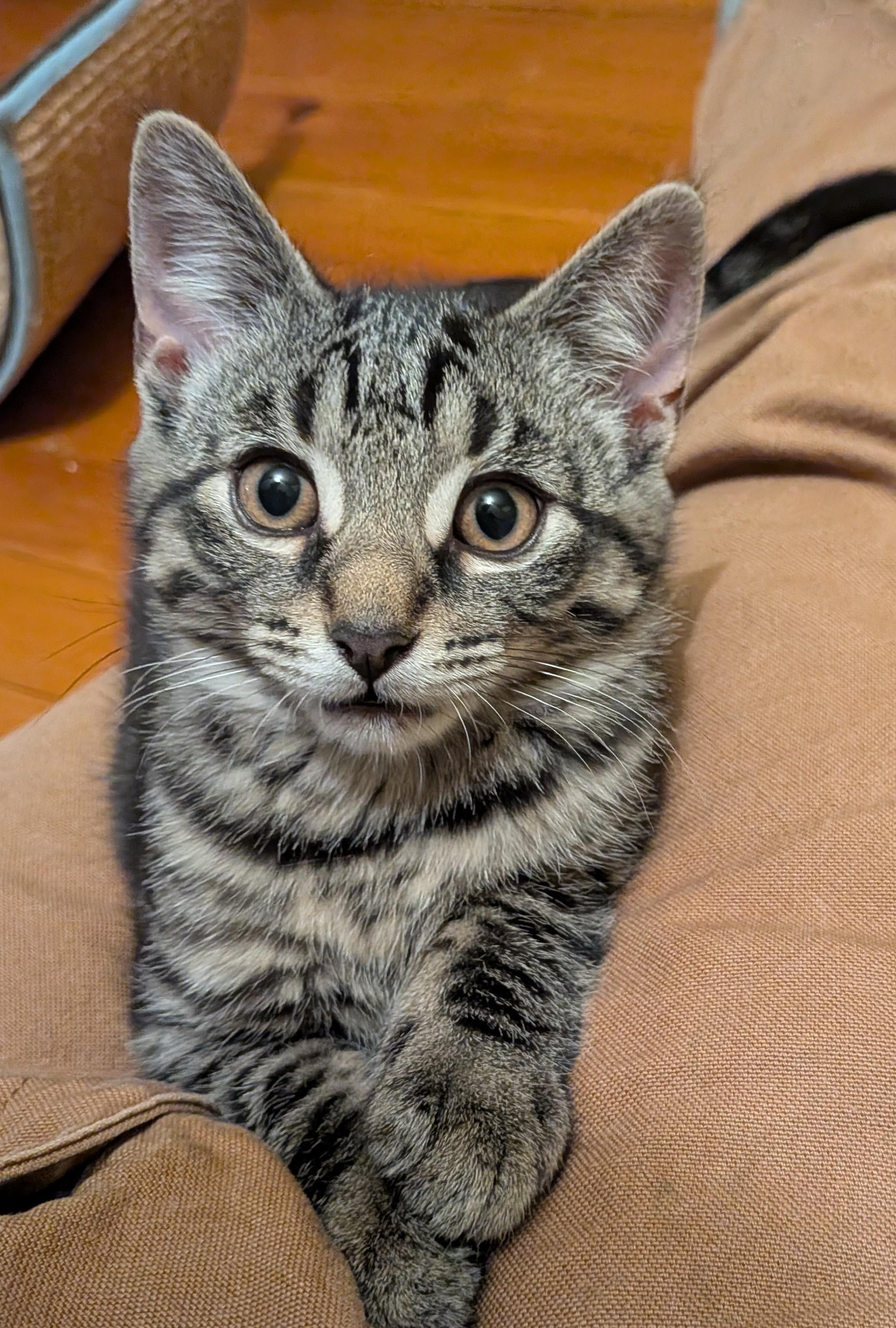 Enlarge Darth, a ADOPTABLE American Shorthair in Rochester, NY image 1/4