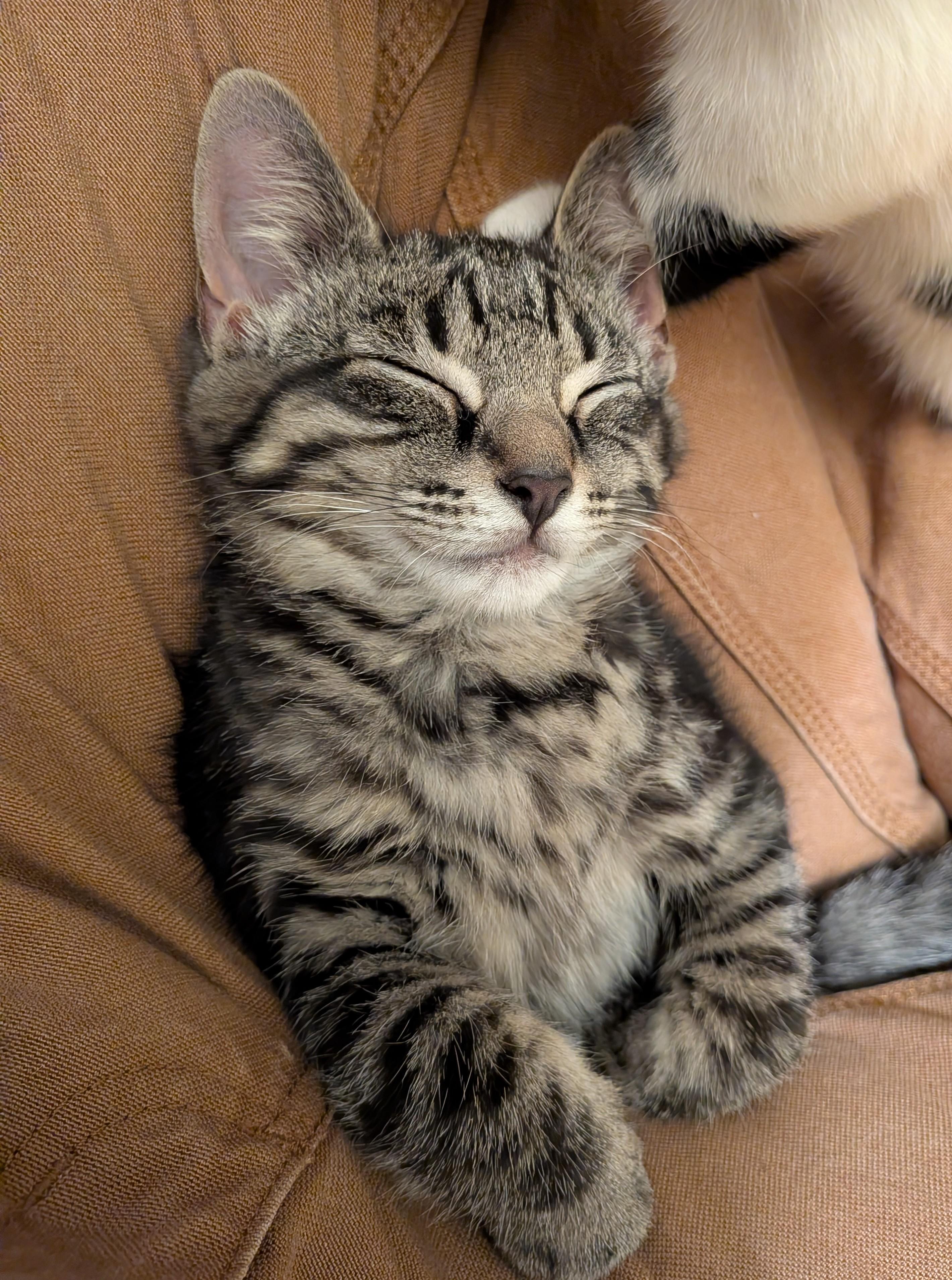 Enlarge Darth, a ADOPTABLE American Shorthair in Rochester, NY image 3/4