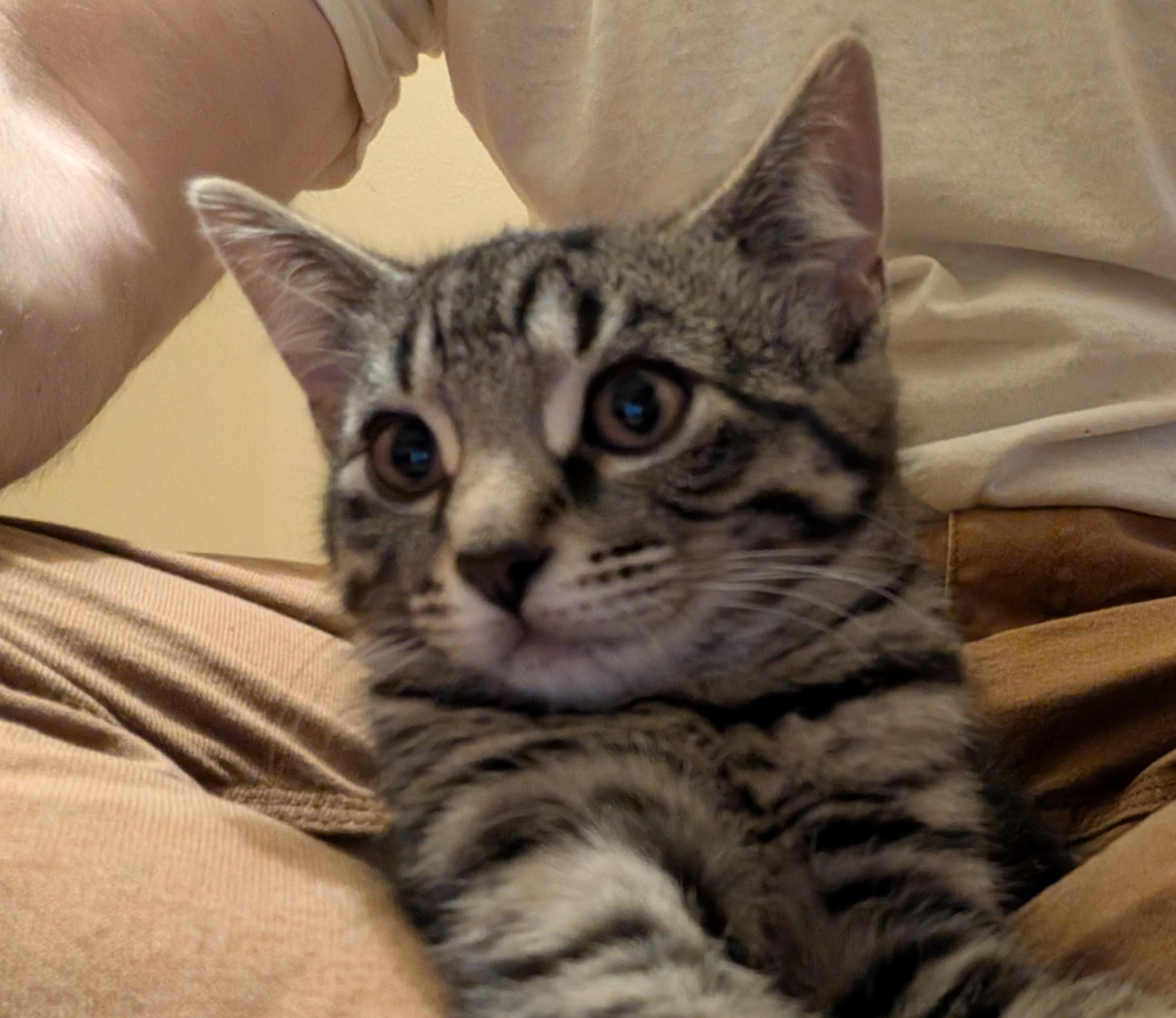 Enlarge Darth, a ADOPTABLE American Shorthair in Rochester, NY image 2/4