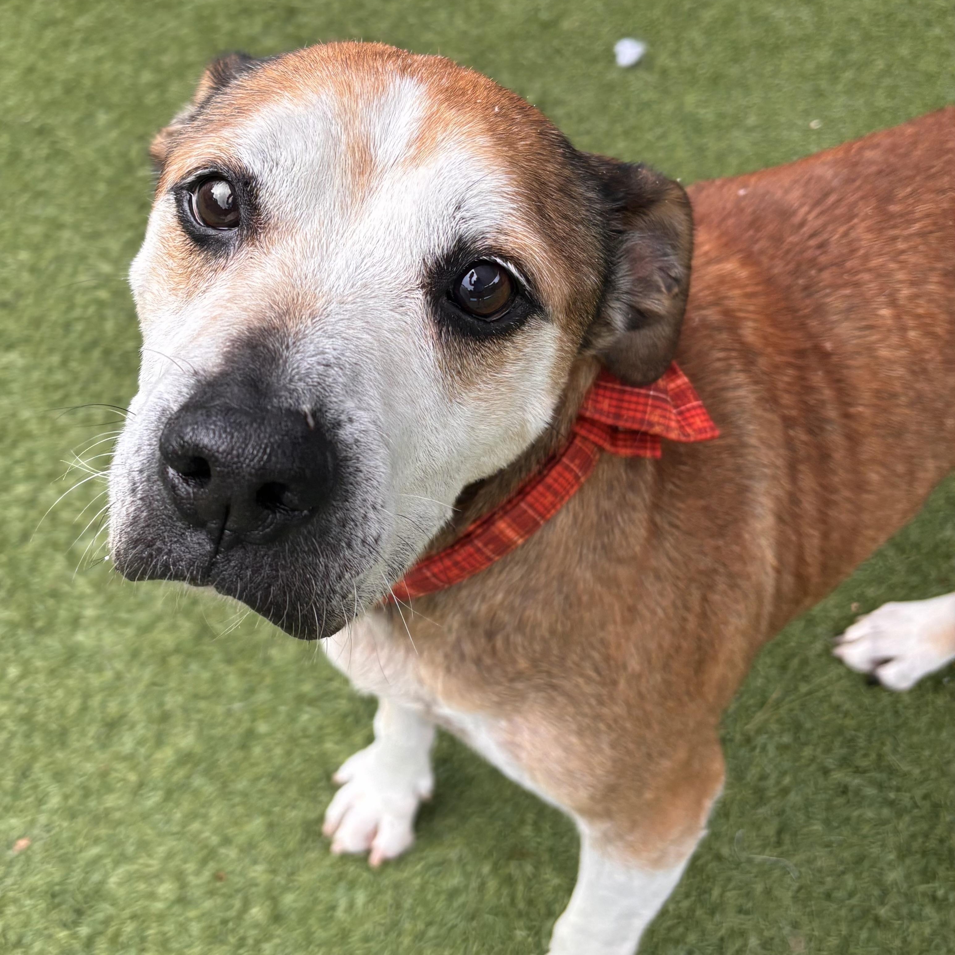 Enlarge Jack, a Adoptable mixed breed in Groton, CT image 1/6