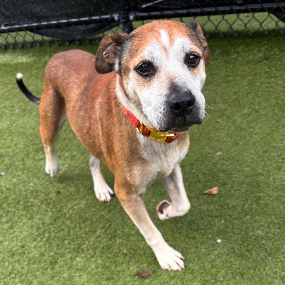 Enlarge Jack, a Adoptable mixed breed in Groton, CT image 4/6