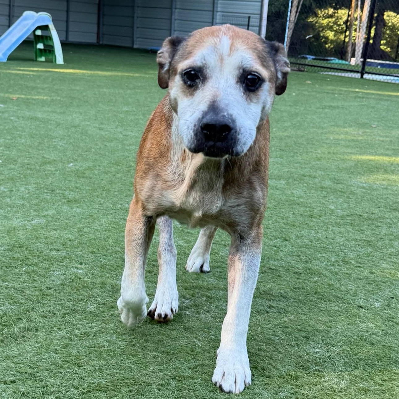 Enlarge Jack, a Adoptable mixed breed in Groton, CT image 5/6