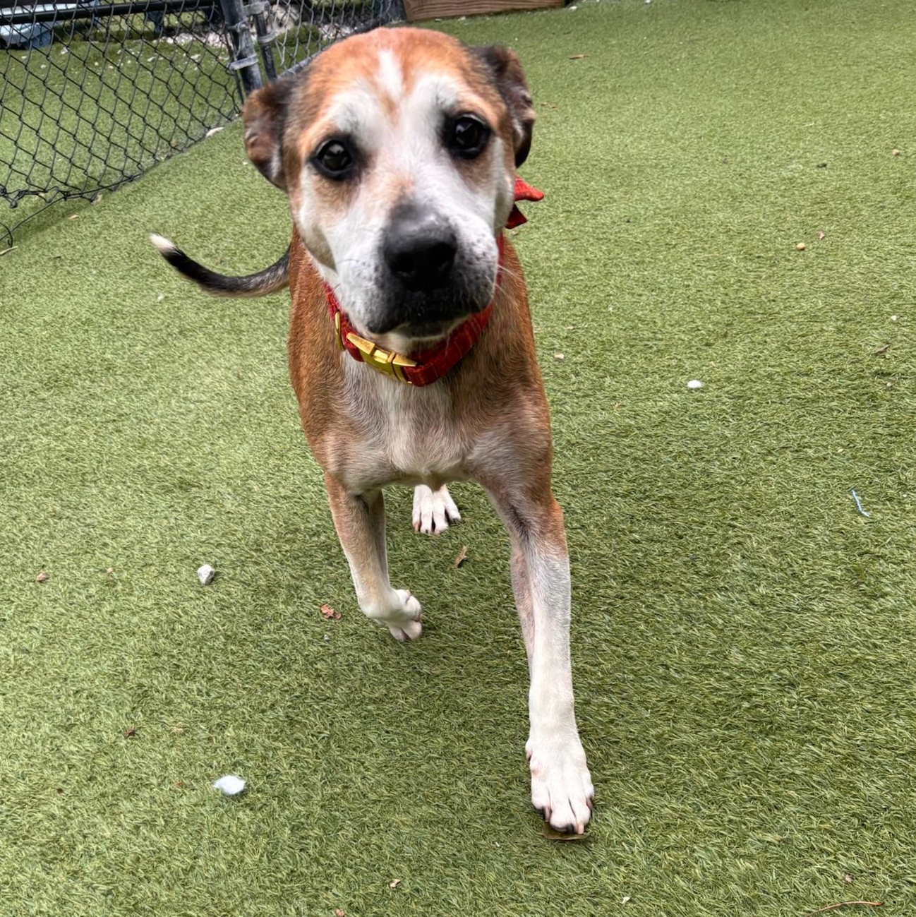 Enlarge Jack, a Adoptable mixed breed in Groton, CT image 3/6