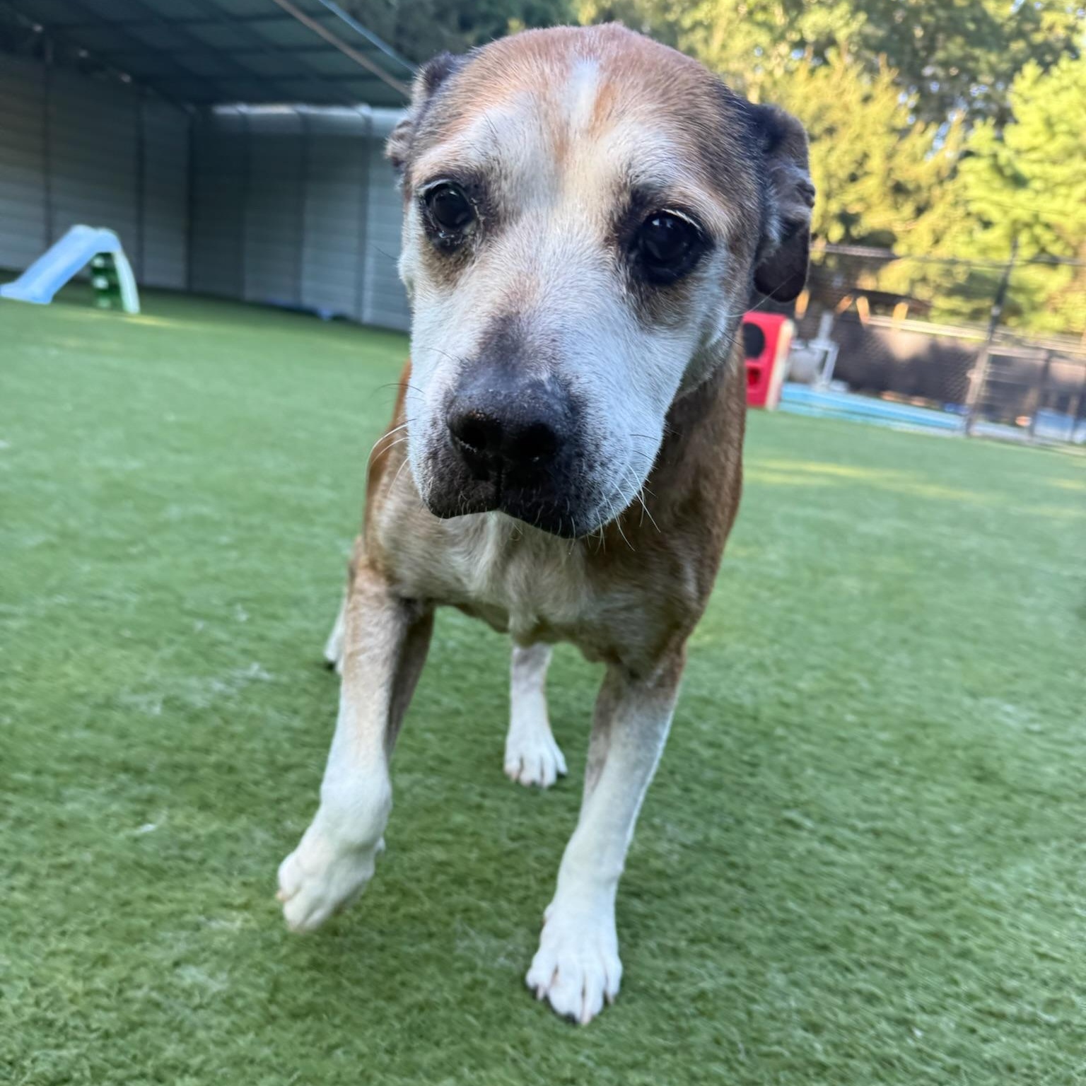 Enlarge Jack, a Adoptable mixed breed in Groton, CT image 6/6