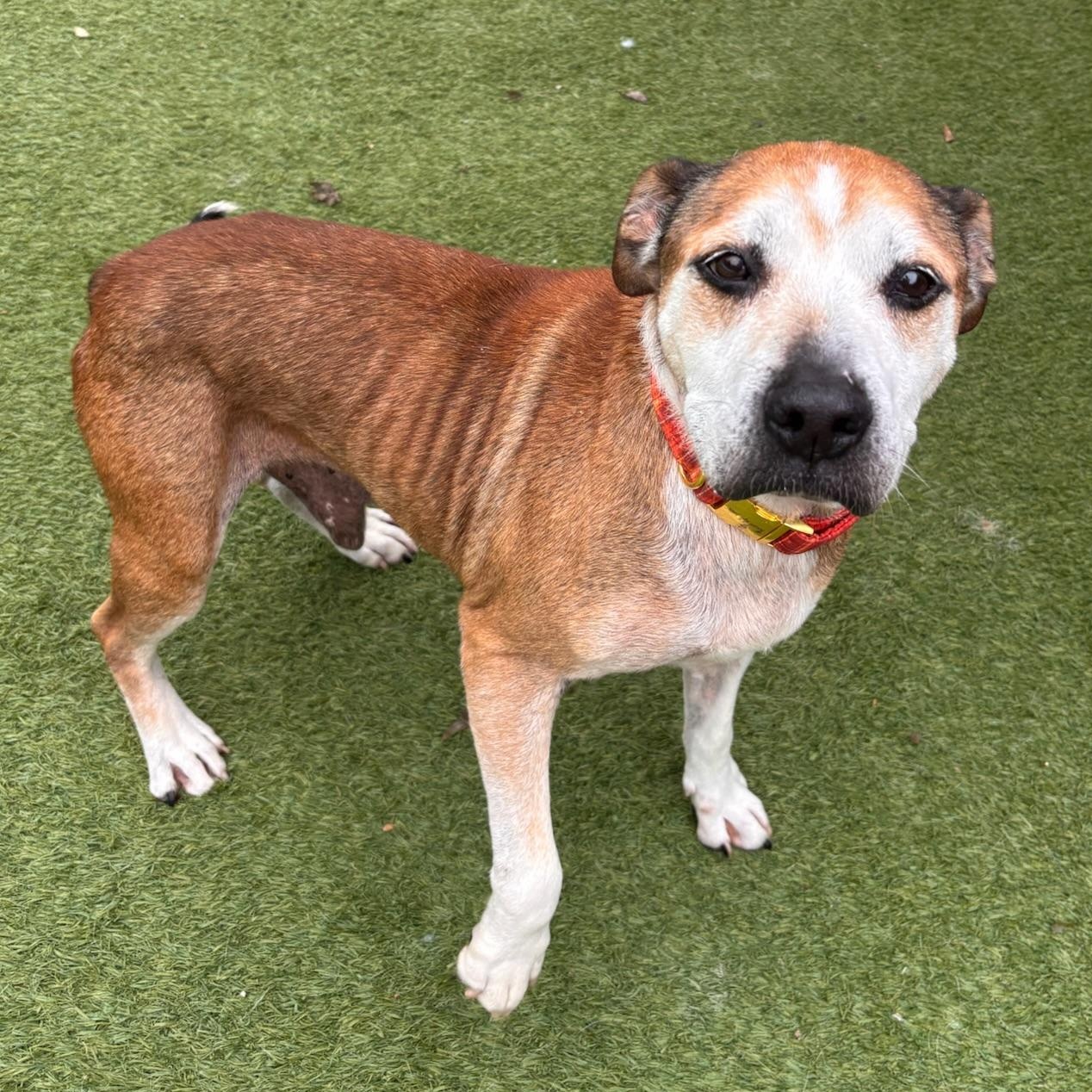 Enlarge Jack, a Adoptable mixed breed in Groton, CT image 2/6