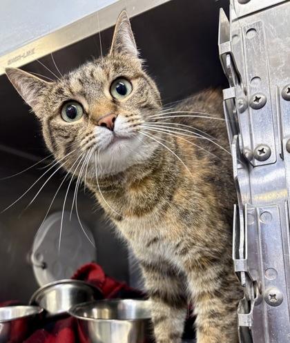 Kiba, ADOPTABLE, Adult Female Domestic Short Hair.