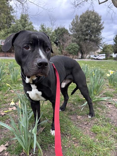 Cuby (qb), Adoptable, Adult Male Pit Bull Terrier.