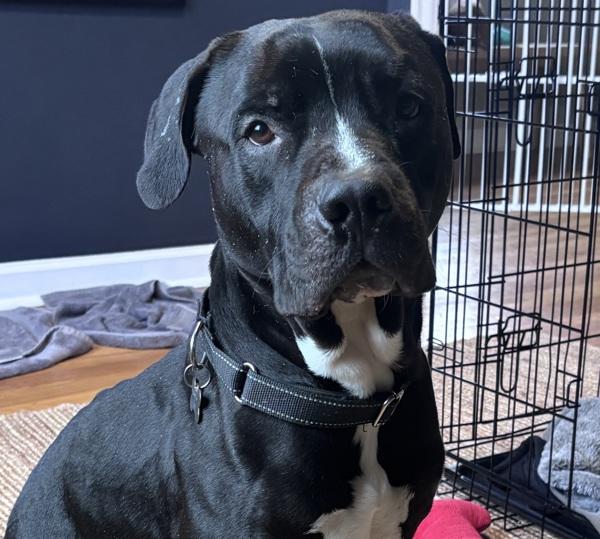 Enlarge Cuby (qb), a Adoptable mixed breed in Troutdale, OR image 2/6