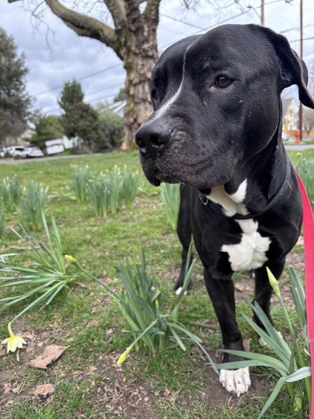 Enlarge Cuby (qb), a Adoptable mixed breed in Troutdale, OR image 3/6