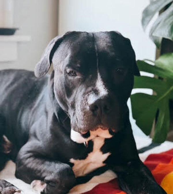 Enlarge Cuby (qb), a Adoptable mixed breed in Troutdale, OR image 4/6