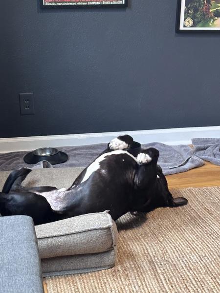 Enlarge Cuby (qb), a Adoptable mixed breed in Troutdale, OR image 5/6