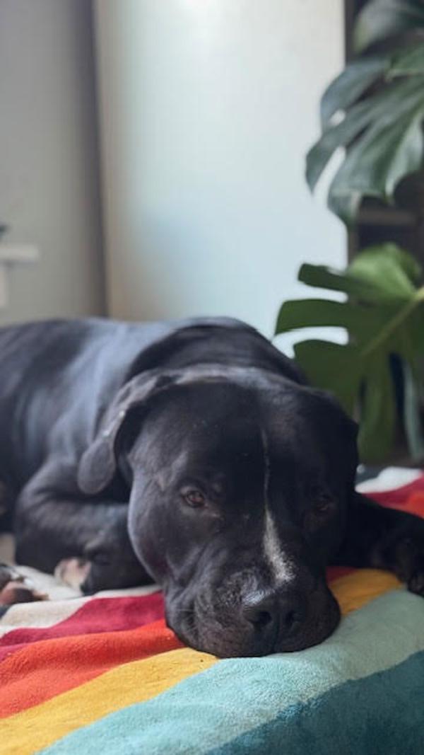 Enlarge Cuby (qb), a Adoptable mixed breed in Troutdale, OR image 6/6