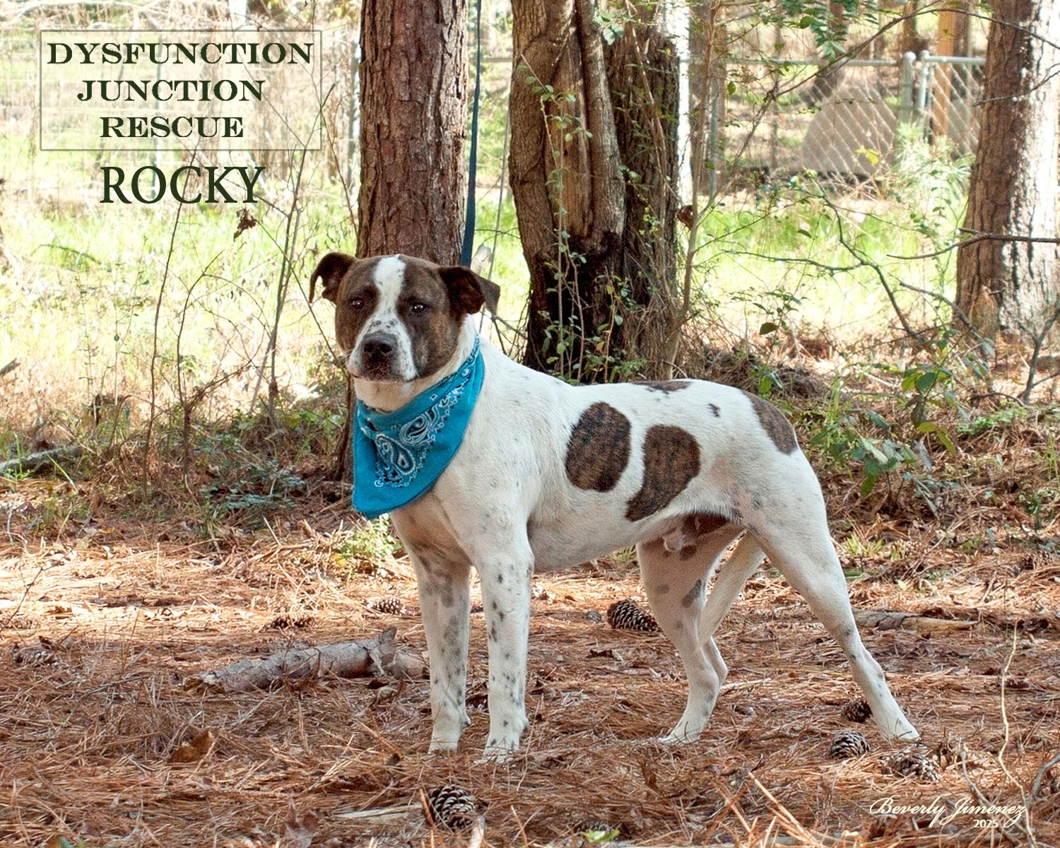 Enlarge Rocky, a Adopted mixed breed in Jeffersonville, GA image 2/2