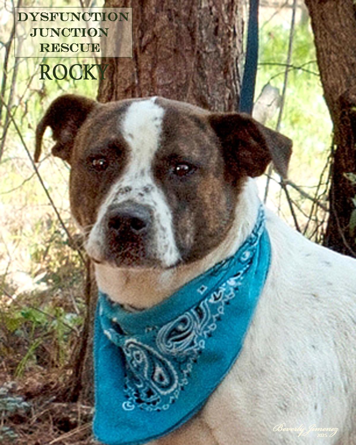 Enlarge Rocky, a Adopted mixed breed in Jeffersonville, GA image 1/2