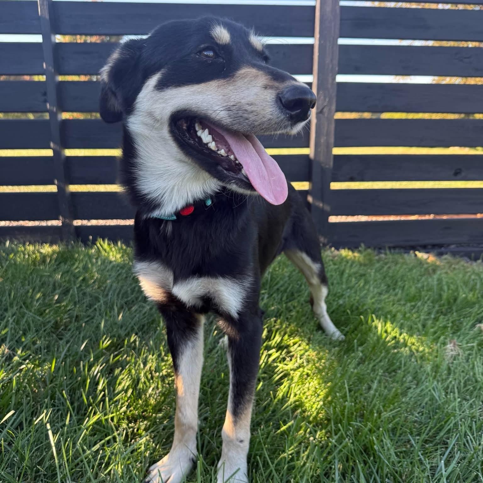 Enlarge Oscar, a Adoptable mixed breed in Springfield, MO image 3/6