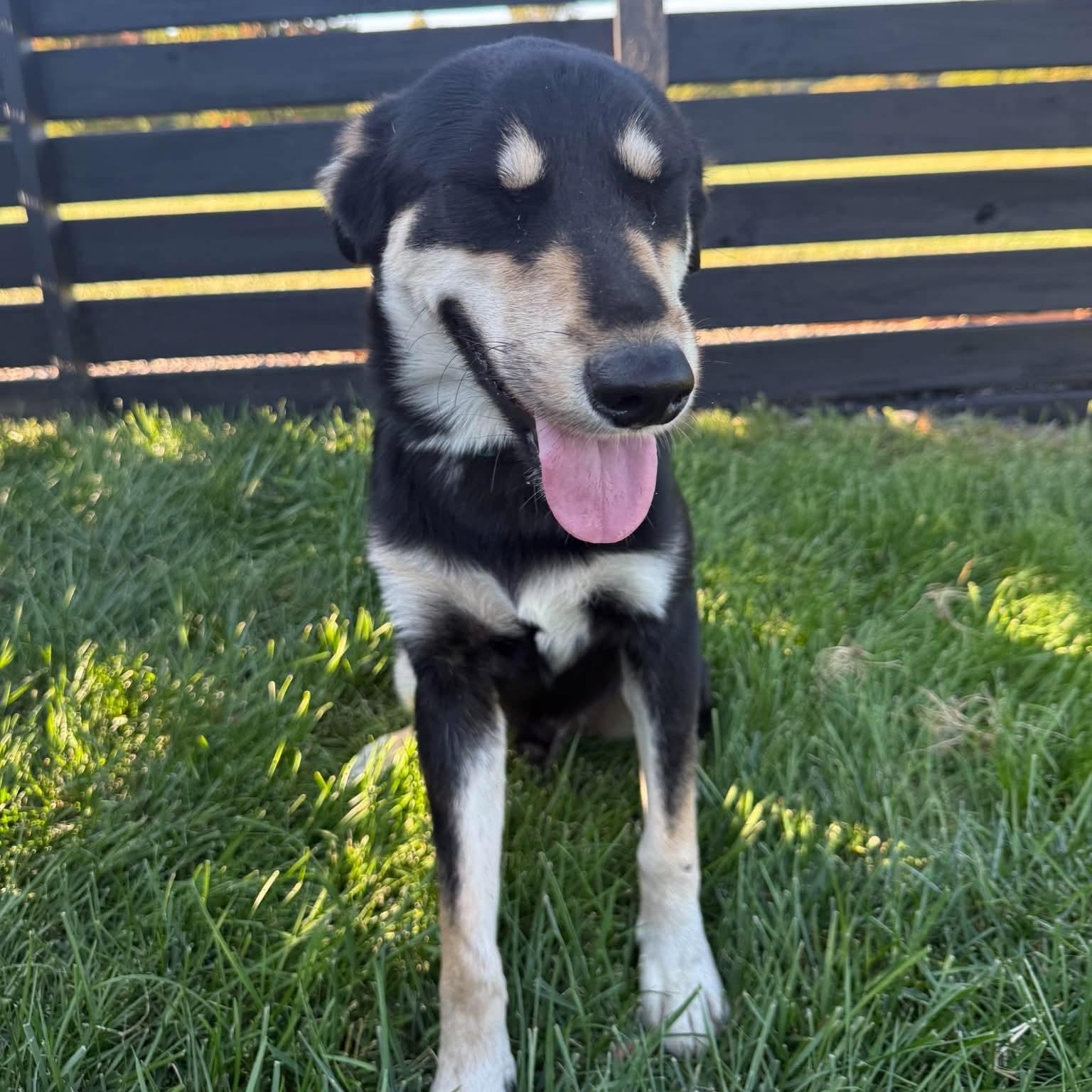 Enlarge Oscar, a Adoptable mixed breed in Springfield, MO image 5/6