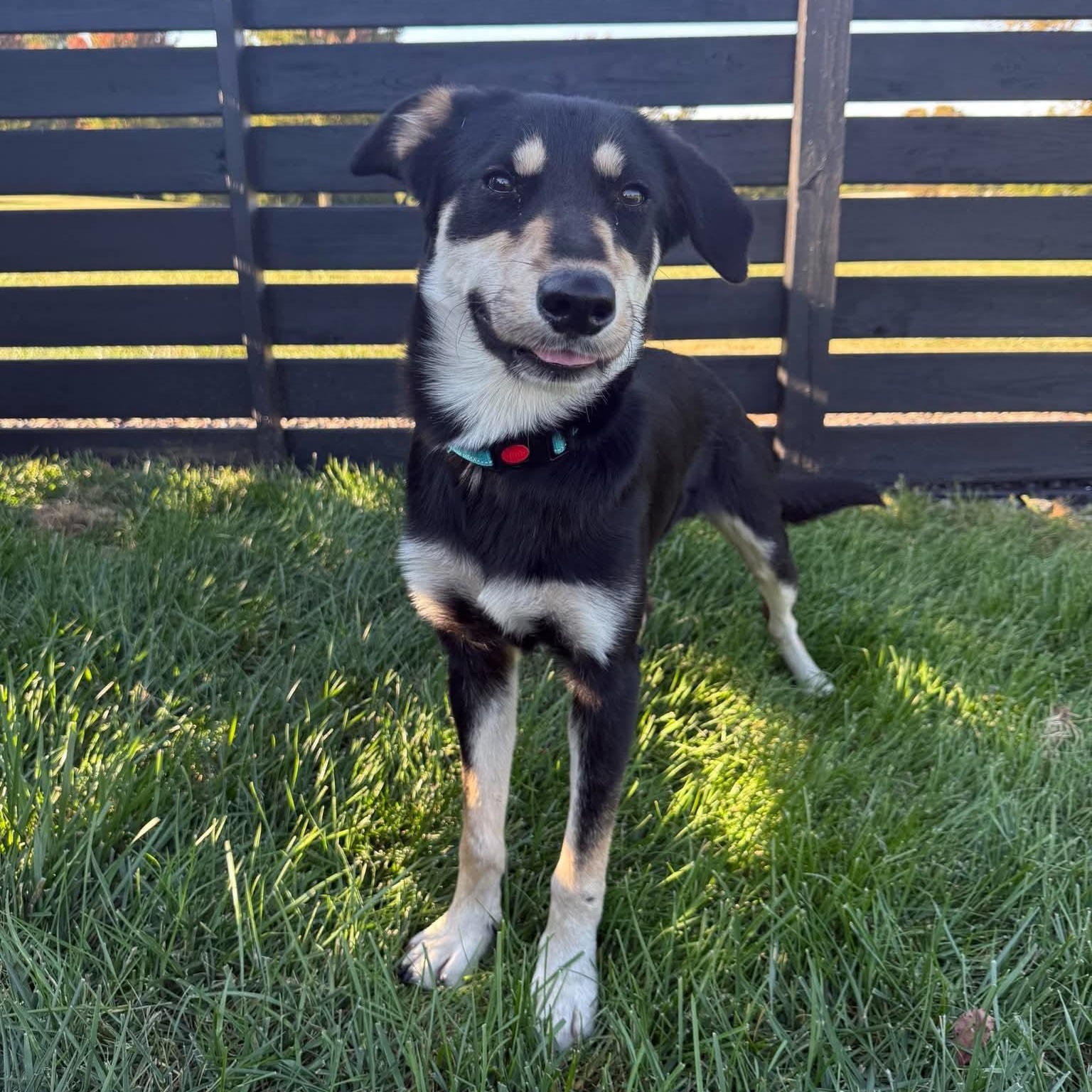 Enlarge Oscar, a Adoptable mixed breed in Springfield, MO image 4/6