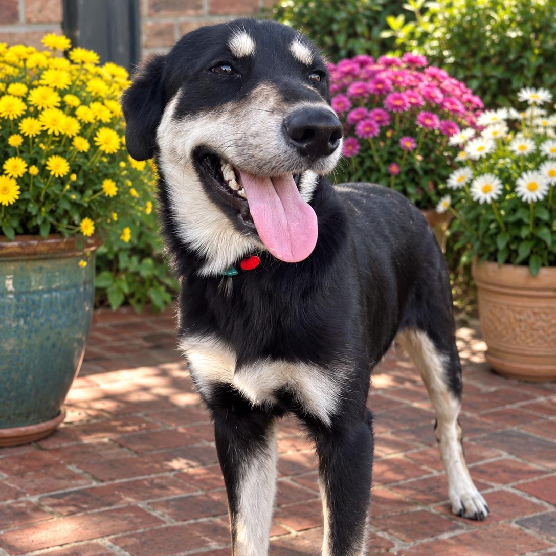 Oscar, Adoptable, Puppy Male Shepherd & Australian Shepherd.