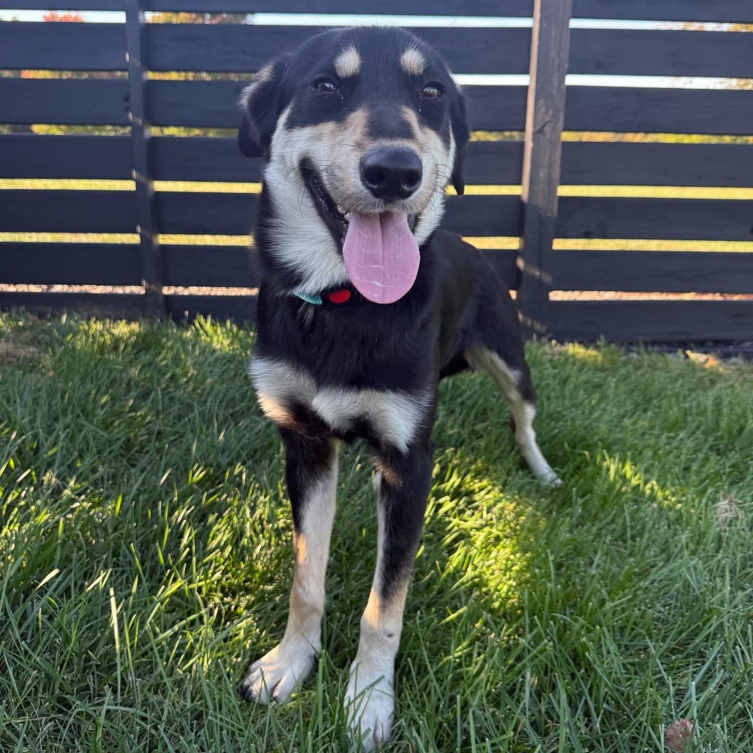 Enlarge Oscar, a Adoptable mixed breed in Springfield, MO image 6/6