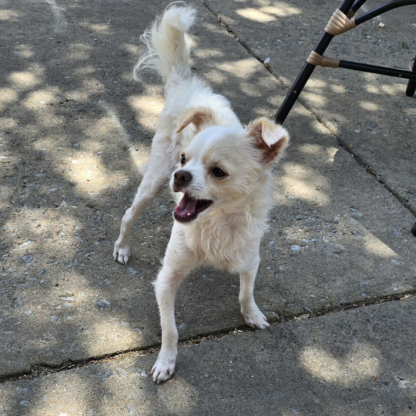 Enlarge QTip A197086, a Adoptable mixed breed in Plano, TX image 2/2