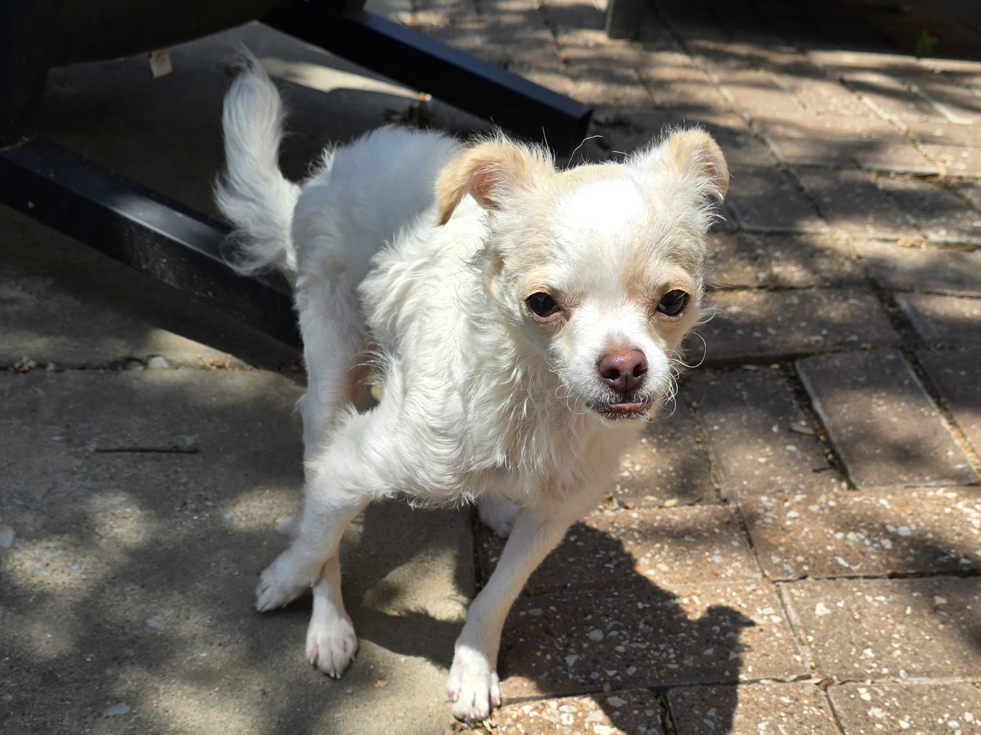 Enlarge QTip A197086, a Adoptable mixed breed in Plano, TX image 1/2
