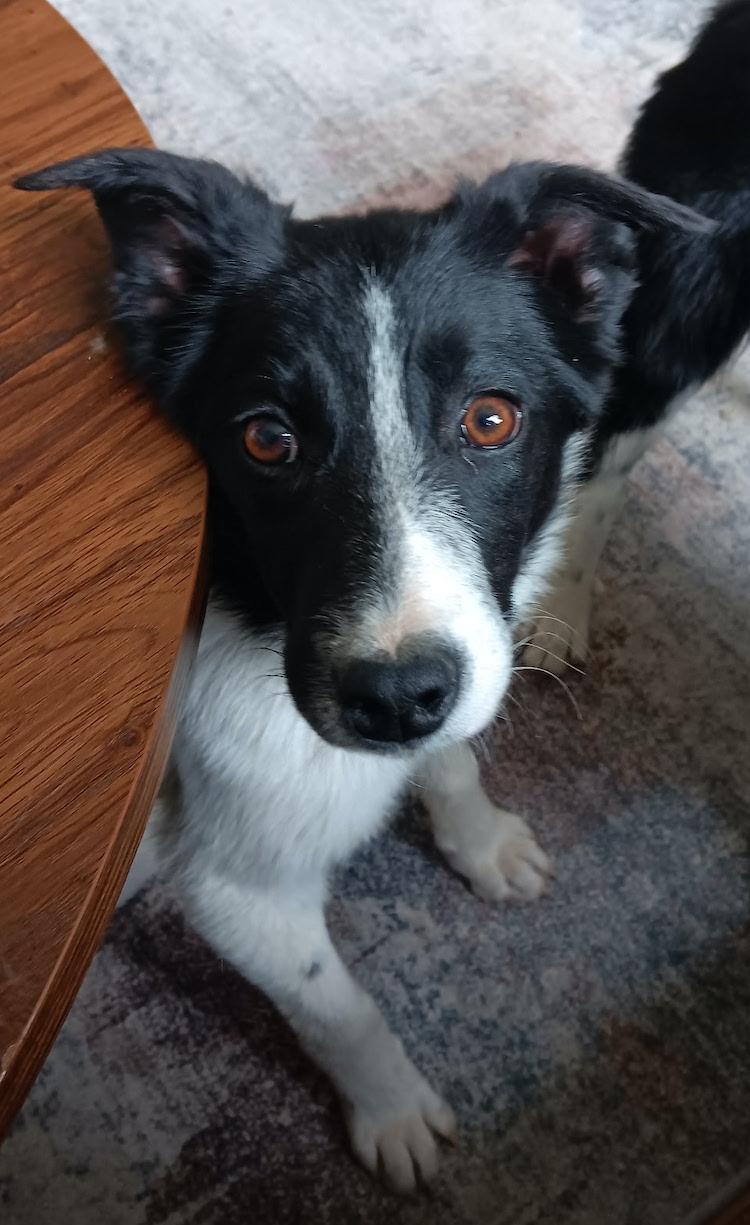 Joy the puppy photo 2