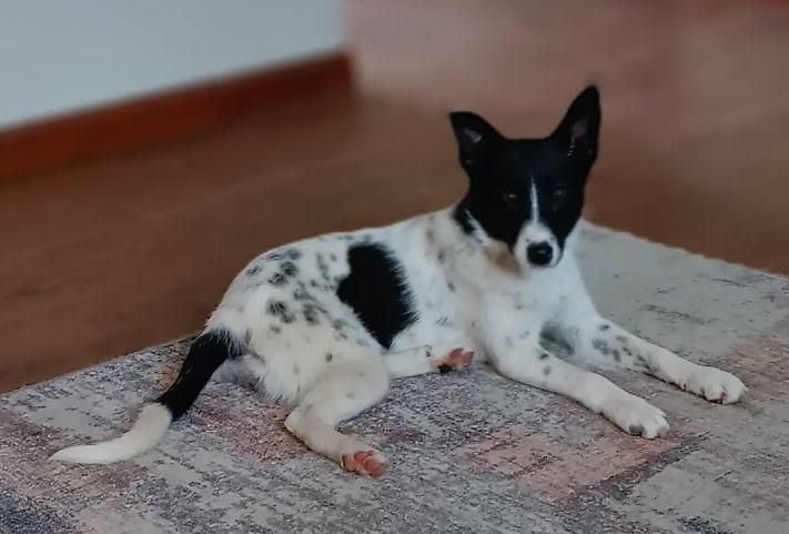 Joy the puppy photo 6