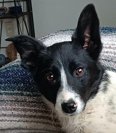 Joy the puppy, Young Female Border Collie