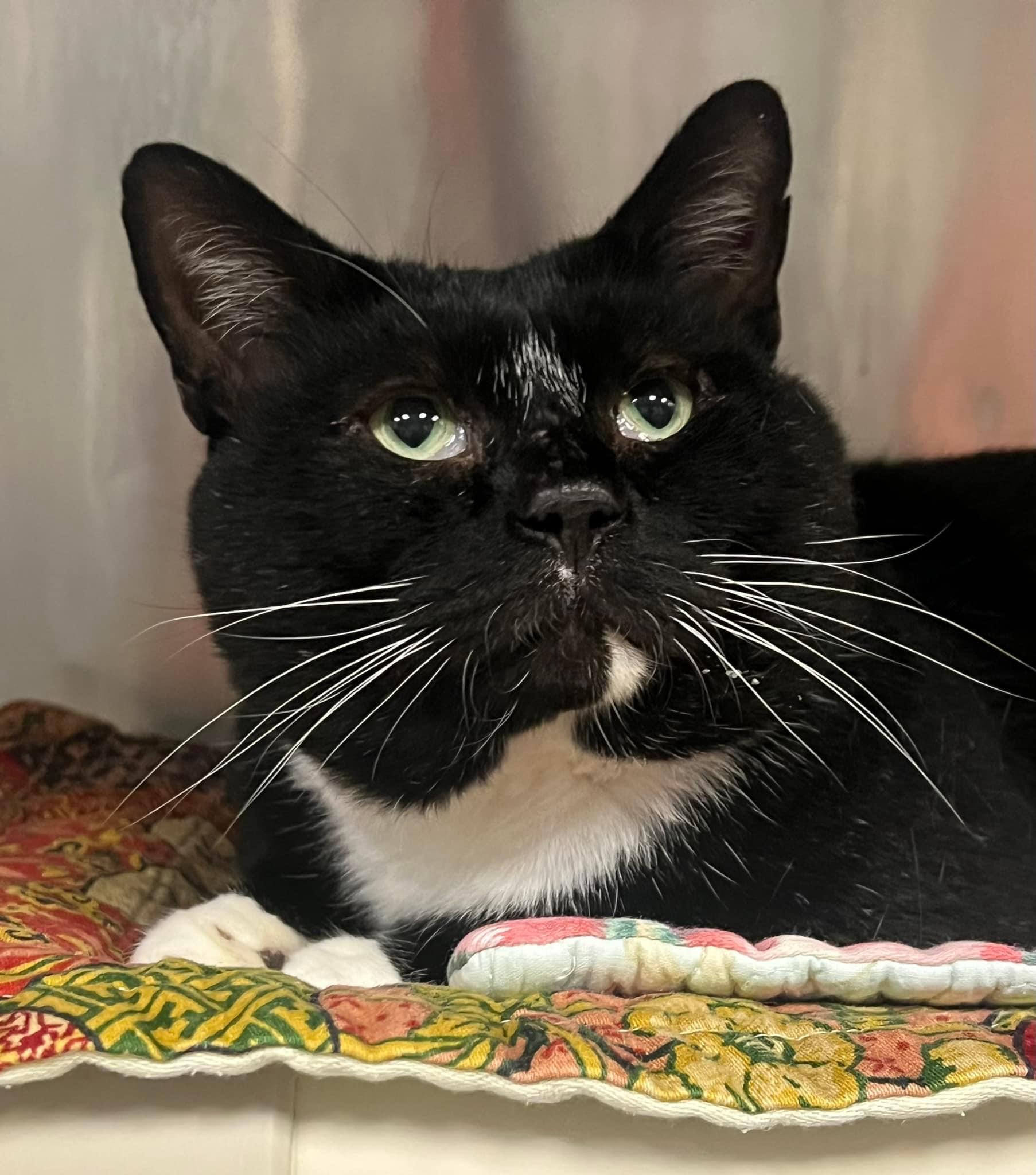 Cat for adoption Beetlejuice, a Domestic Short Hair in Johnston, RI