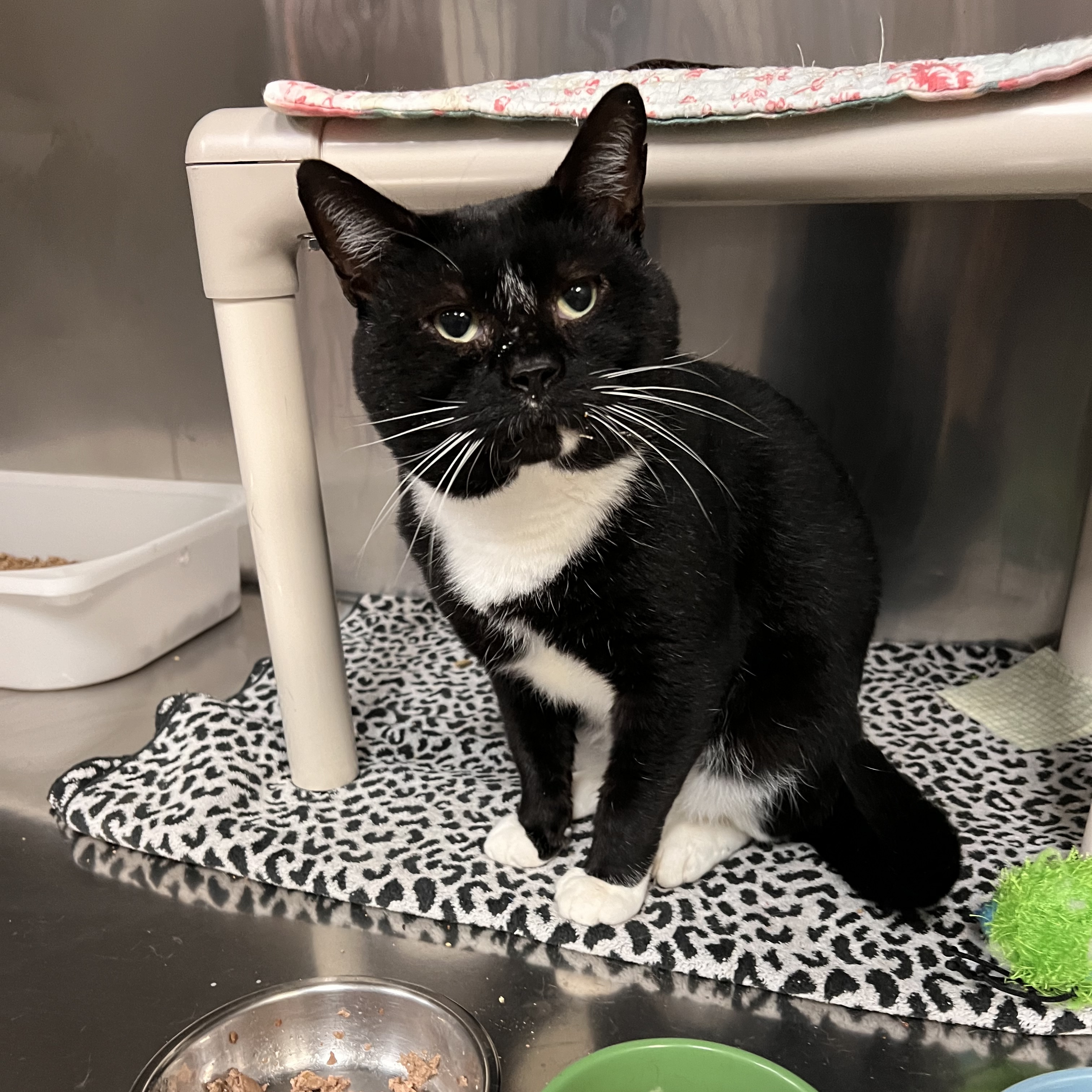 Cat for adoption Beetlejuice, a Domestic Short Hair in Johnston, RI