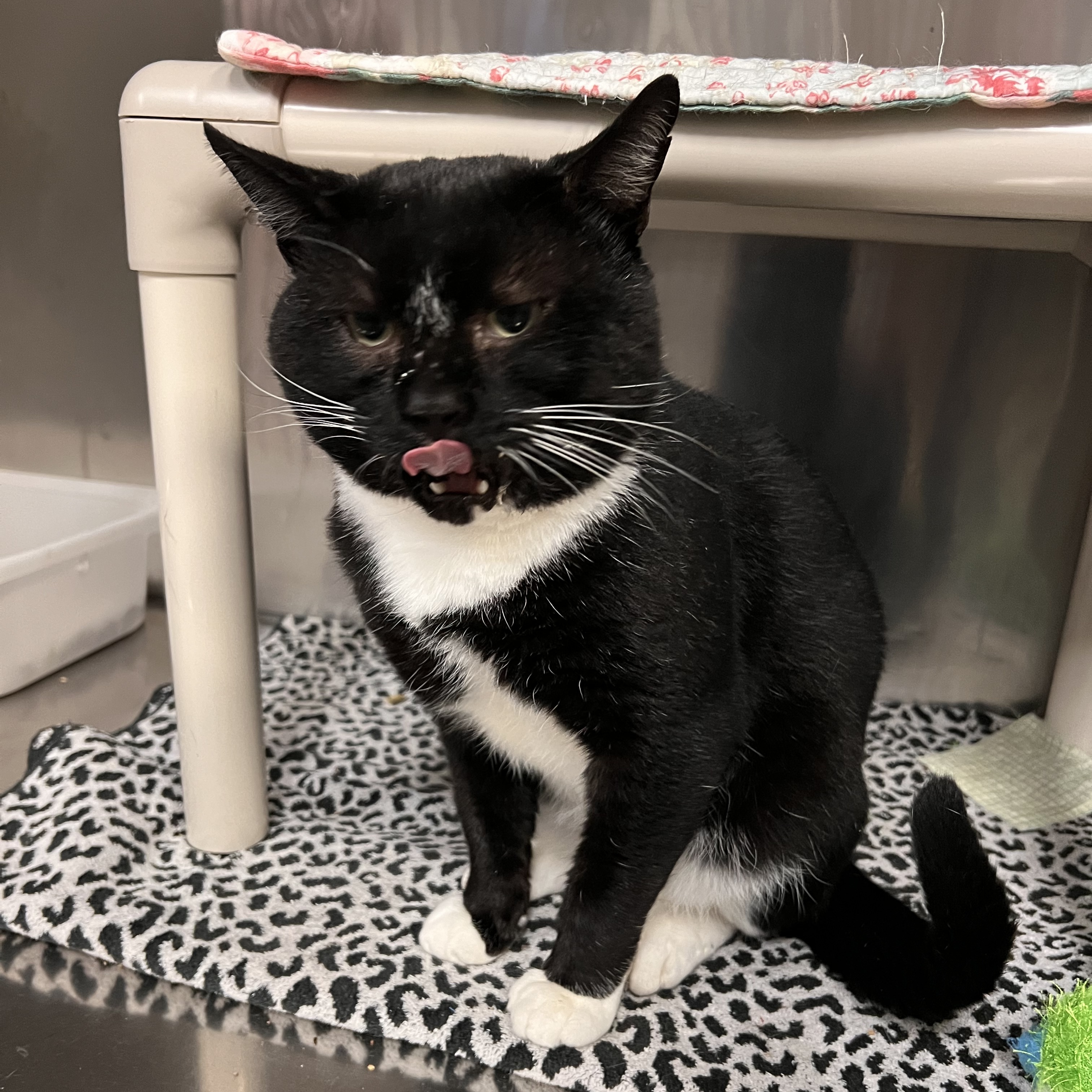 Cat for adoption Beetlejuice, a Domestic Short Hair in Johnston, RI