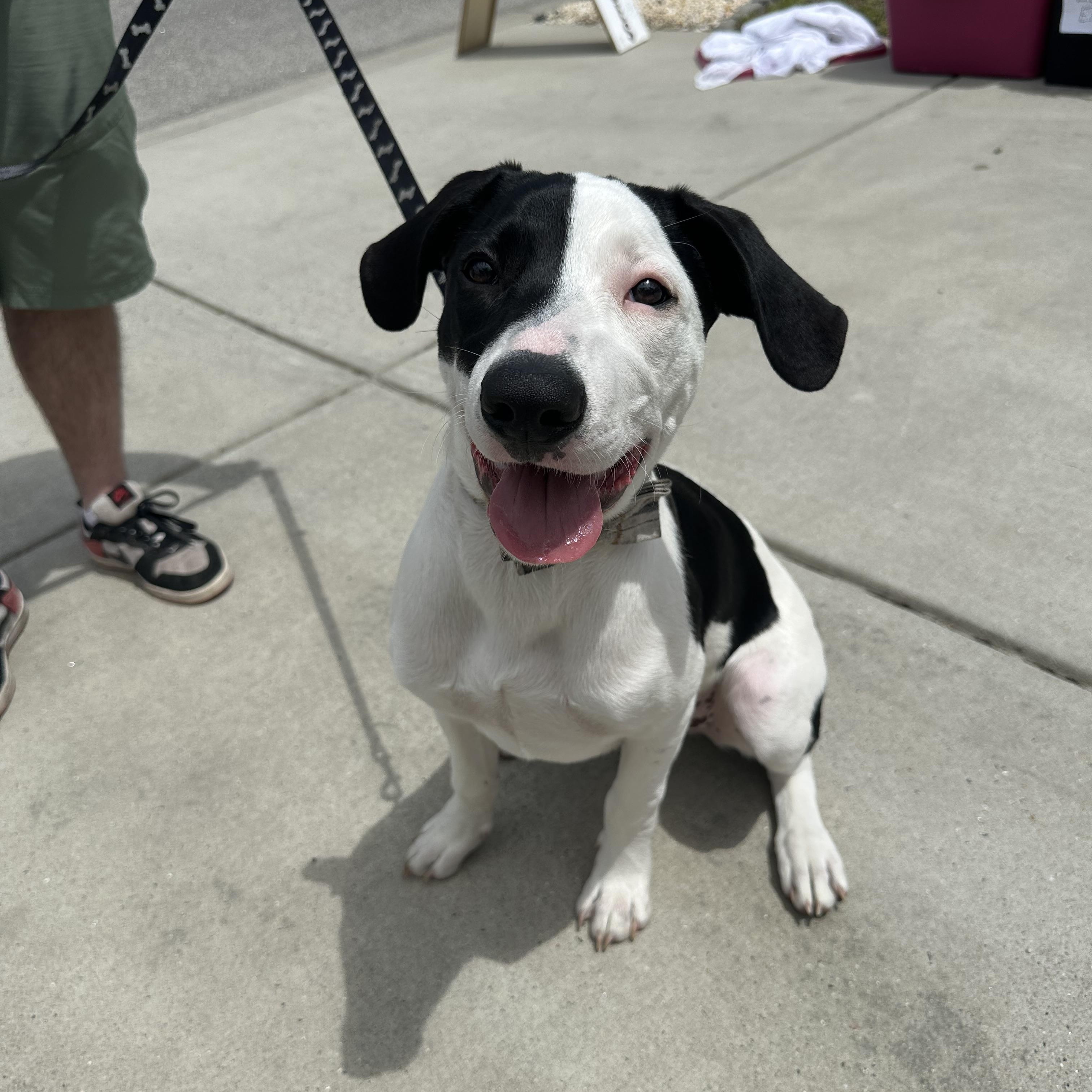Enlarge Petey, a Adoptable mixed breed in MYRTLE BEACH, SC image 1/2