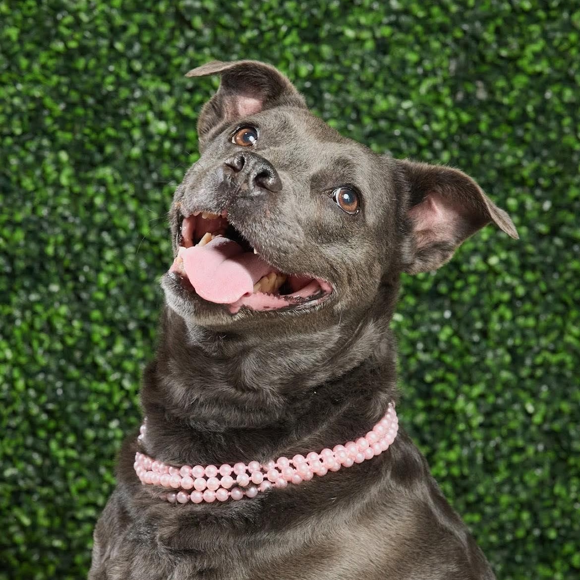 Livi, Adult Female American Staffordshire Terrier